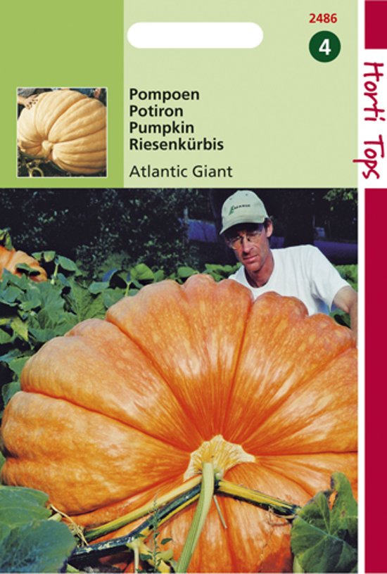Pompoen Atlantic Giant (Cucurbita maxima) 8 zaden HT